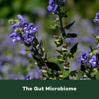 The Gut Microbiome 